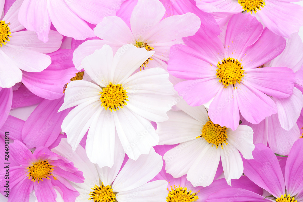 Floral background of light pink and white Cosmos flowers. Flat lay.