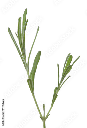 Young  Lavender branch isolated on white background.
