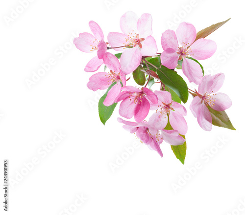  Light pink flowers of decorative apple tree isolated on white background.
