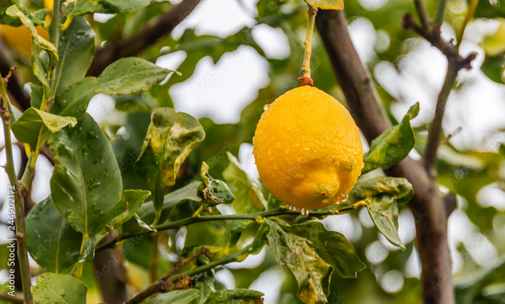 Ripe Lemon on a Lemon Tree with Water Drops after a Rain