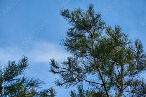 Pizundskaya pine  lat. Pinus brutia var. Pityusa  A branch of Pitsunda pine with long needles against a blue sky with white clouds. There is a place for your text.