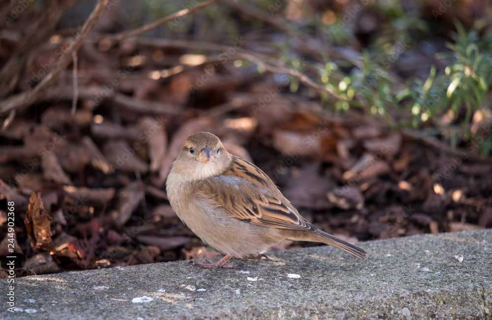 Young sparrow observing Young sparrow observing