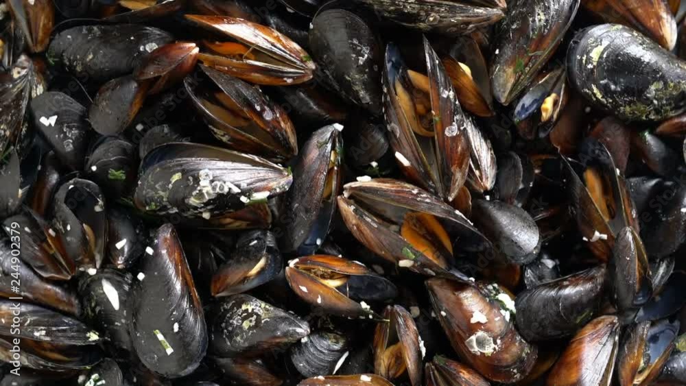 Top view of sea mussels cooked with herbs rotating video background Top view of sea mussels cooked with herbs rotating video background