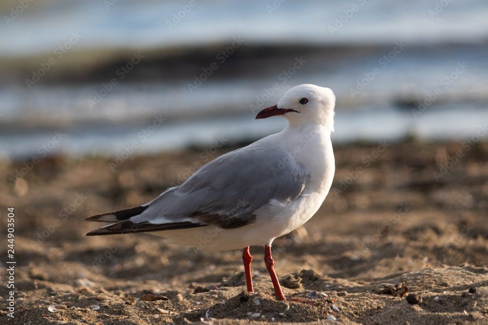 Bird on the beach Bird on the beach