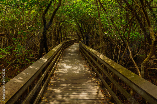 West Lake Trail  Everglades National Park  Florida  United States