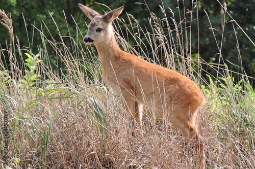 A young fawn standing in dry grass observing the surroundings and listening to noises
