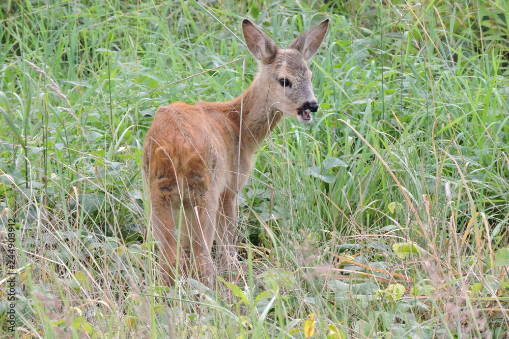Fototapeta premium A young fawn standing in green grass and eating