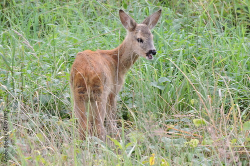 A young fawn standing in green grass and eating