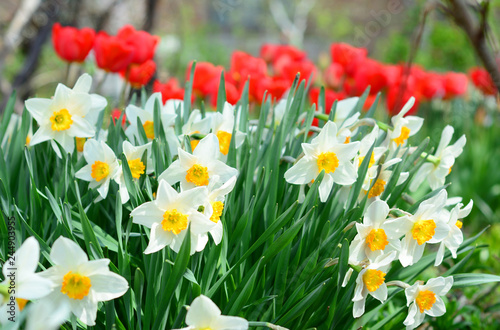 Fototapeta Naklejka Na Ścianę i Meble -  Narcissus with red tulips flowers on spring flowerbed. Narcissus flower also known as daffodil, daffadowndilly, narcissus, and jonquil.