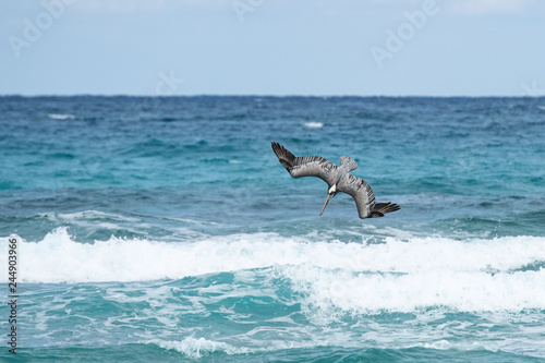 Braunpelikan (Pelecanus occidentalis)