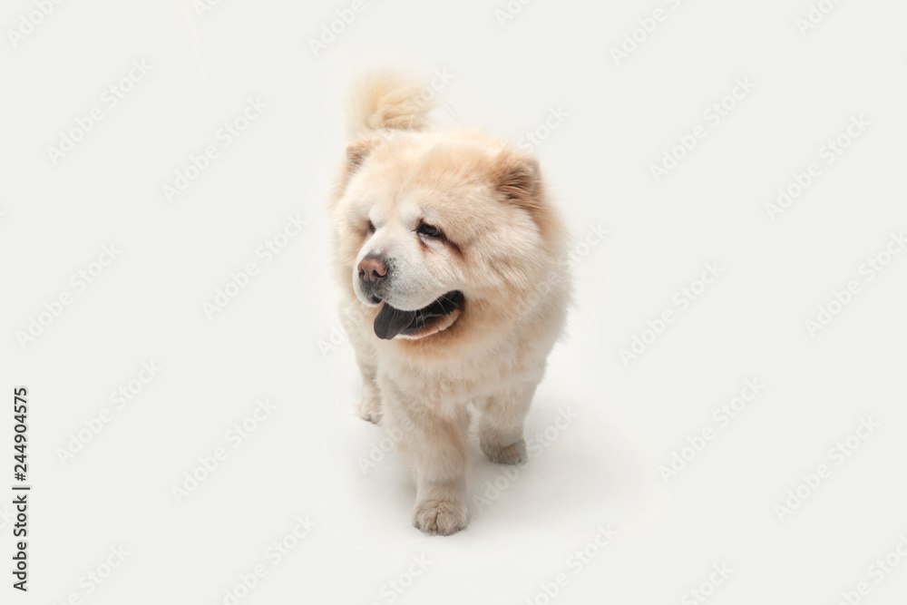 Fluffy white chow chow dog Fluffy white chow chow dog