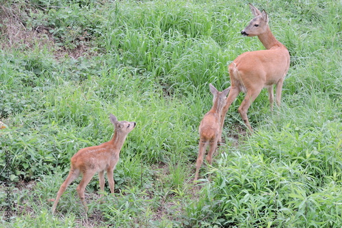 A roe deer and its young twin fawns in green grass