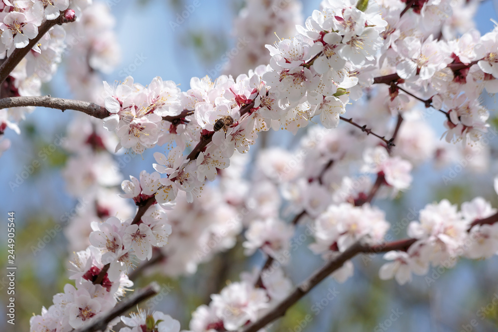 bee on a branch of a blossoming apricot tree in spring in bright sunlight