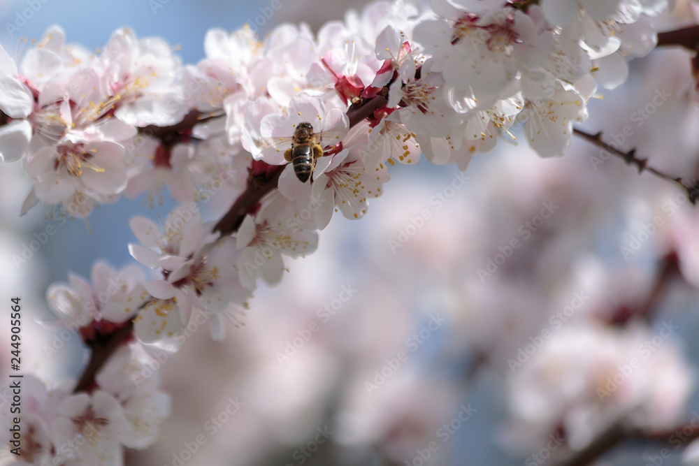 a bee collecting pollen on a branch of a blossoming apricot tree in spring in bright sunlight