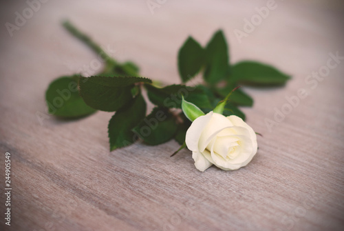 white rose on the table, cream rose, vignette
