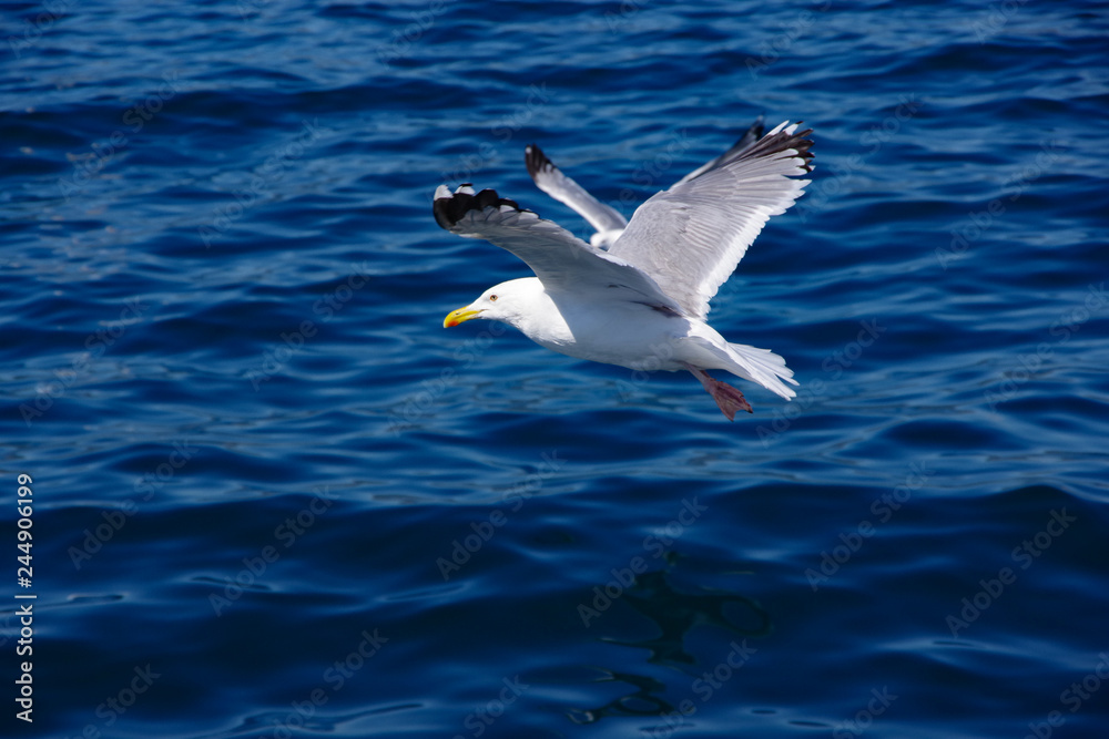seagull in flight seagull in flight