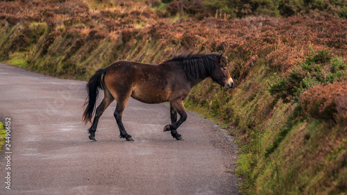 A wild Exmoor Pony  seen on Porlock Hill in Somerset  England  UK