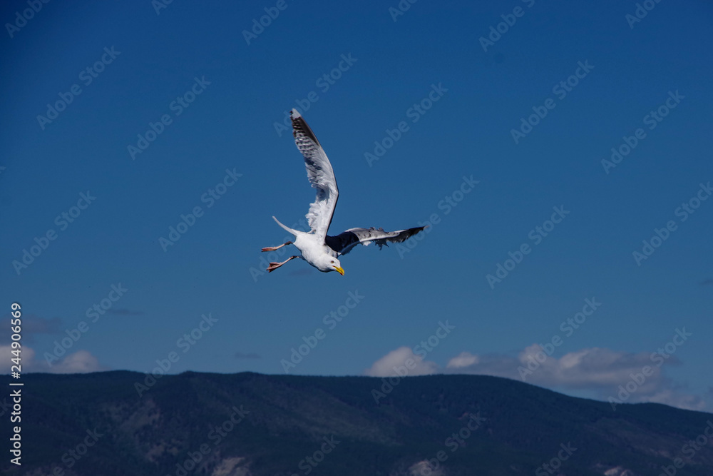 seagull in flight seagull in flight