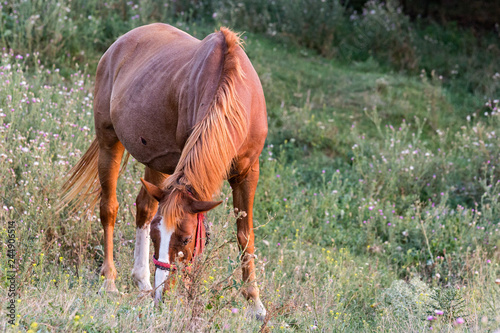 Cavallo al pascolo