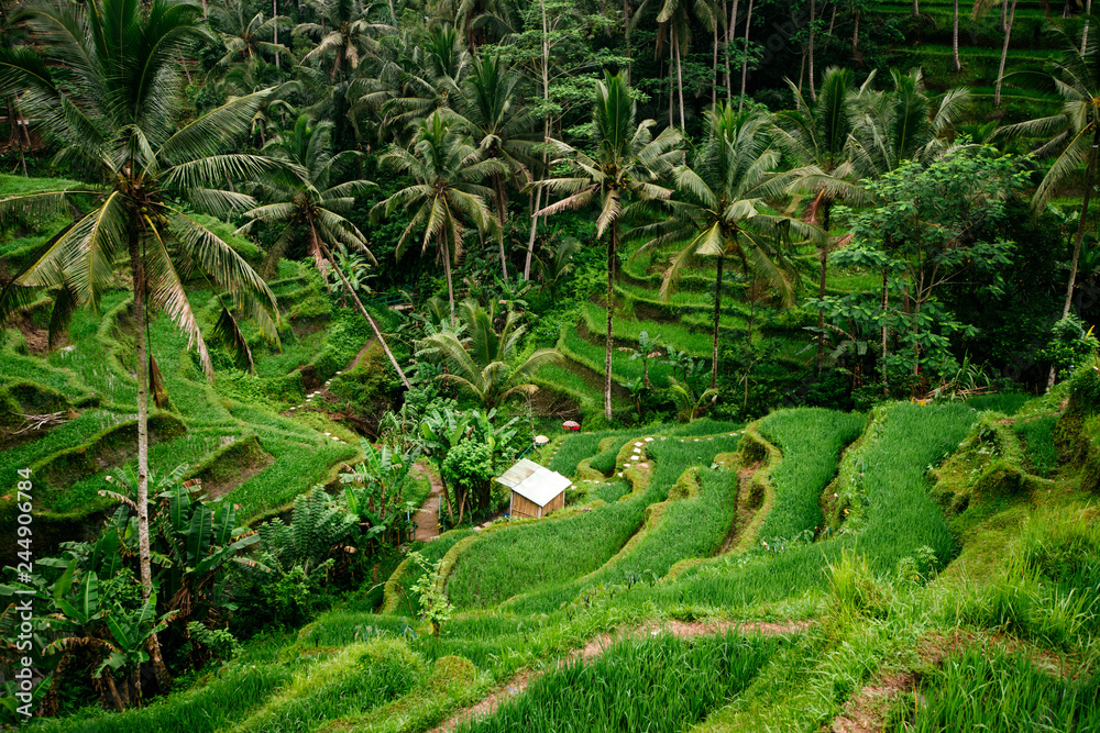Bali rice terraces Bali rice terraces