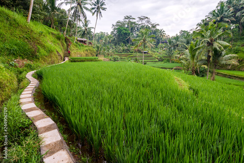 Bali Ubud rice Tegallalang terraces