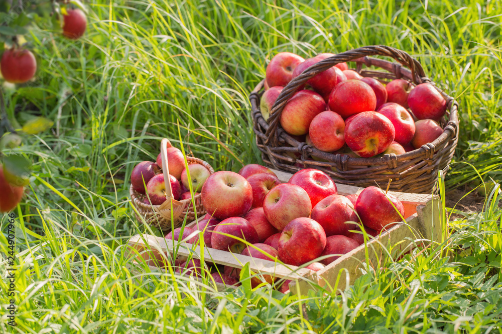 red apples on green grass in orchard red apples on green grass in orchard