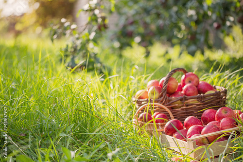 red apples on green grass in orchard