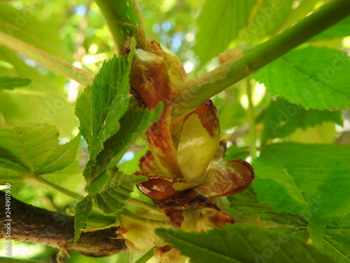 Chestnut leaves and dandelion