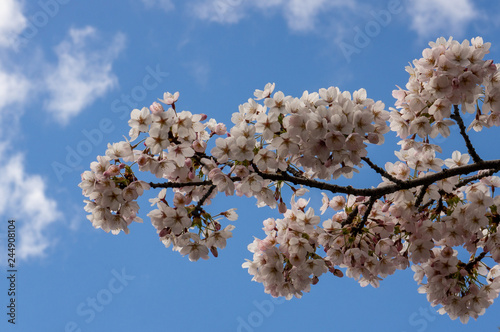 Cherry blossom branch with pink bloomed flowers against a beautiful bright blue sky at the beginning of spring.