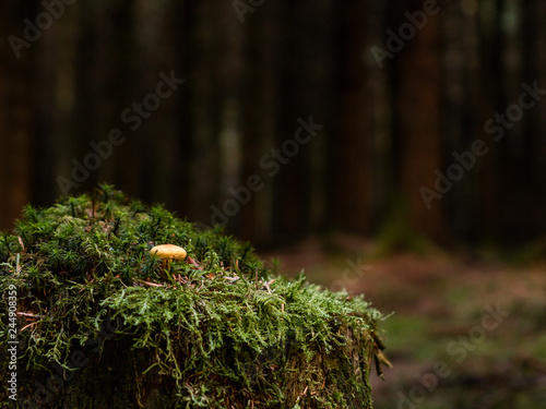 Inedible mushroom close up. Small mushroom in forest moss with blurred trees background.