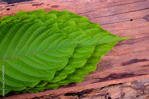 56 Best Daun Ketom Images Stock Photos Vectors Adobe Stock