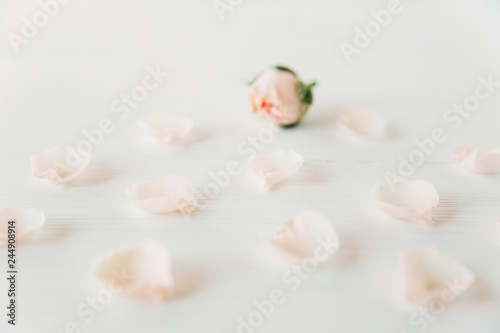rose with petals background
