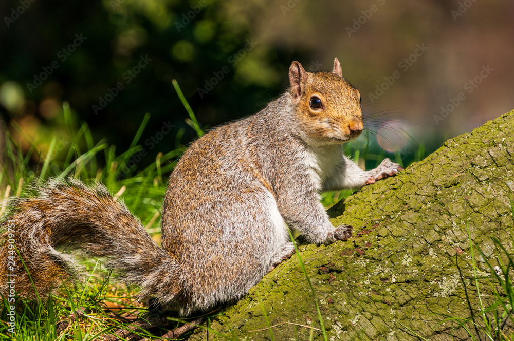 Adorable fluffy grey squirrel on a tree trunk. City wildlife in Dublin, Ireland on a sunny spring day. Adorable fluffy grey squirrel on a tree trunk. City wildlife in Dublin, Ireland on a sunny spring day.