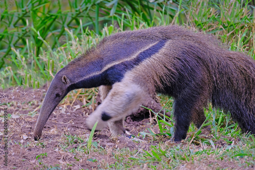 Giant Anteater, Myrmecophaga Tridactyla, also known as the Ant Bear ...