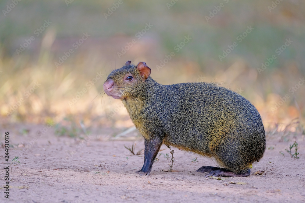 Agouti, aguti or common agouti, Dasyprocta, family of the Dasyproctidae, a rodent with brown fur, Pantanal, Brazil Agouti, aguti or common agouti, Dasyprocta, family of the Dasyproctidae, a rodent with brown fur, Pantanal, Brazil