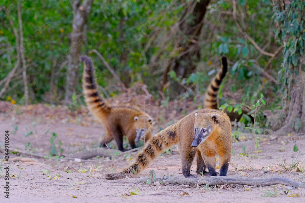 Crab-eating Raccoons, South American Raccoons, Procyon Cancrivorus, Mato Grosso, Pantanal, Brazil Crab-eating Raccoons, South American Raccoons, Procyon Cancrivorus, Mato Grosso, Pantanal, Brazil