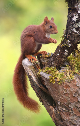 Ardilla roja
