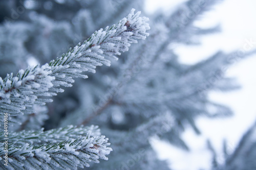 Frost spruce © Quils