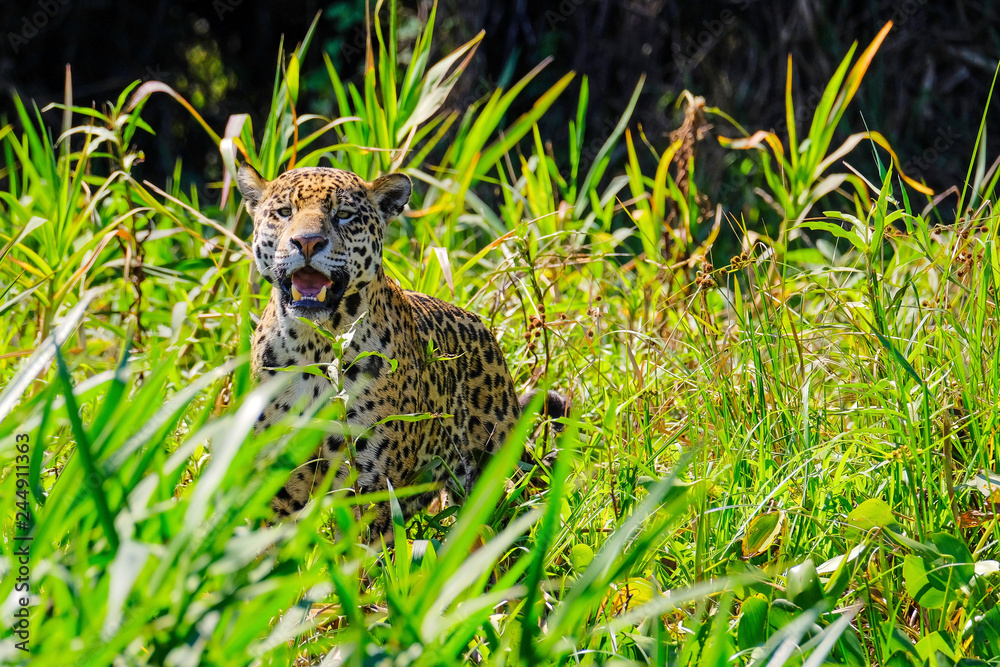 Jaguar, Panthera Onca, Cuiaba River, Porto Jofre, Pantanal Matogrossense, Mato Grosso do Sul, Brazil Jaguar, Panthera Onca, Cuiaba River, Porto Jofre, Pantanal Matogrossense, Mato Grosso do Sul, Brazil