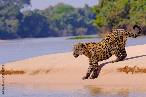 Jaguar, Panthera Onca, Female, Cuiaba River, Porto Jofre, Pantanal Matogrossense, Mato Grosso do Sul, Brazil