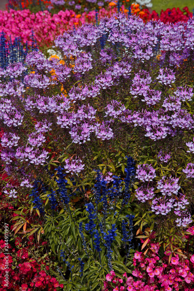 Fototapeta premium Buntes Blumenbeet im Garten