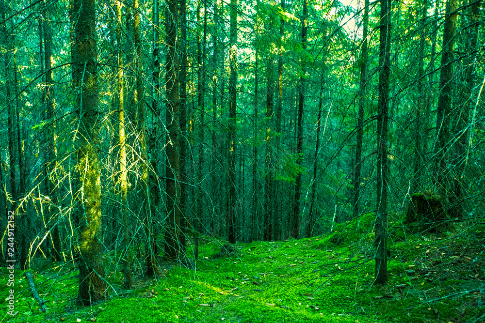 beautiful summer forest with different trees beautiful summer forest with different trees