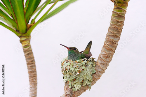 Female Glittering-Bellied Emerald hummingbird, Chlorostilbon Lucidus, sitting in her nest and hatching the eggs, Brazil photo