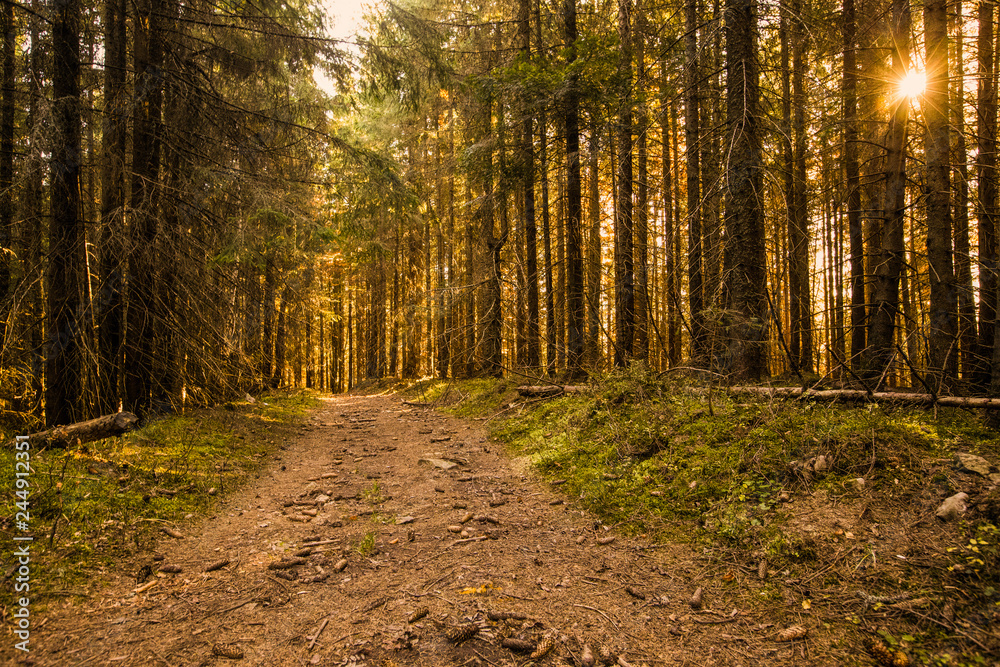 Obraz premium beautiful summer forest with different trees