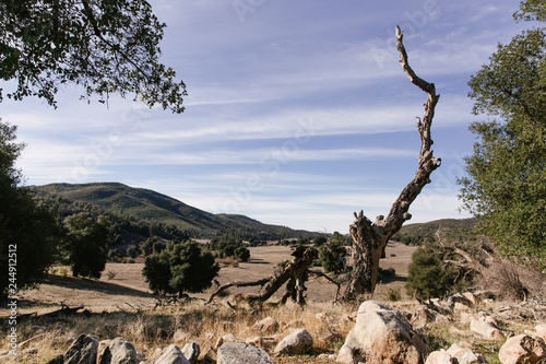 Dead tree in Cuyamaca Rancho State Park in California. photo