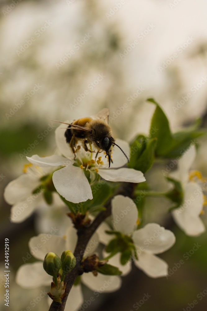 Plum blossom in April. White flowers of fruit tree. Bombus sylvarum-Worker. Plum blossom in April. White flowers of fruit tree. Bombus sylvarum-Worker.
