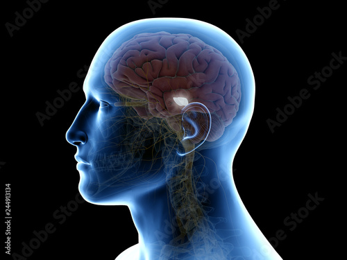 3d rendered medically accurate illustration of the substantia nigra photo