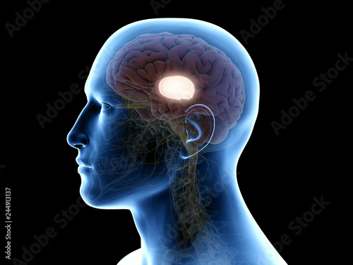 3d rendered medically accurate illustration of the thalamus
