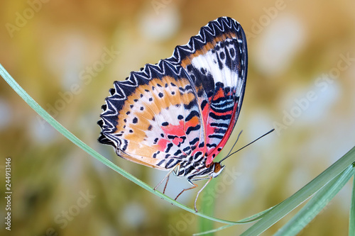 Butterfly : Leopard lacewing butterfly (Cethosia cyane). Colorful lacewing butterfly (Male) in meadow. Selective focus, blurred background and copy space photo