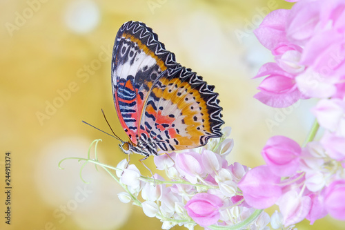 Butterfly : Leopard lacewing butterfly (Cethosia cyane). Male leopard lacewing butterfly on pink Mexican creeper flowers in morning. Selective focus, blurred background and copy space photo